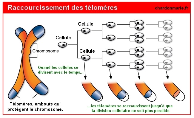 chardon marie telomere 2