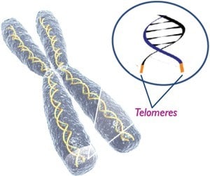 chardon marie telomere
