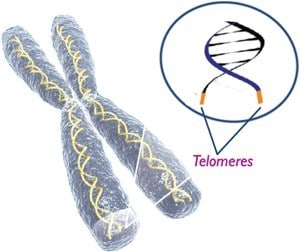 telomere