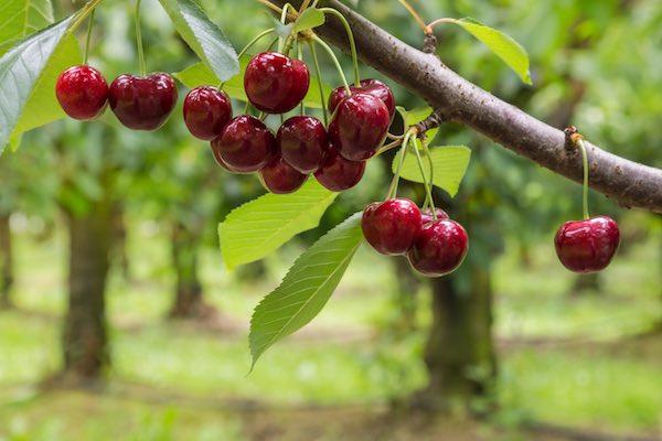 Les queues de cerises, puissants diurétiques et détoxifiants